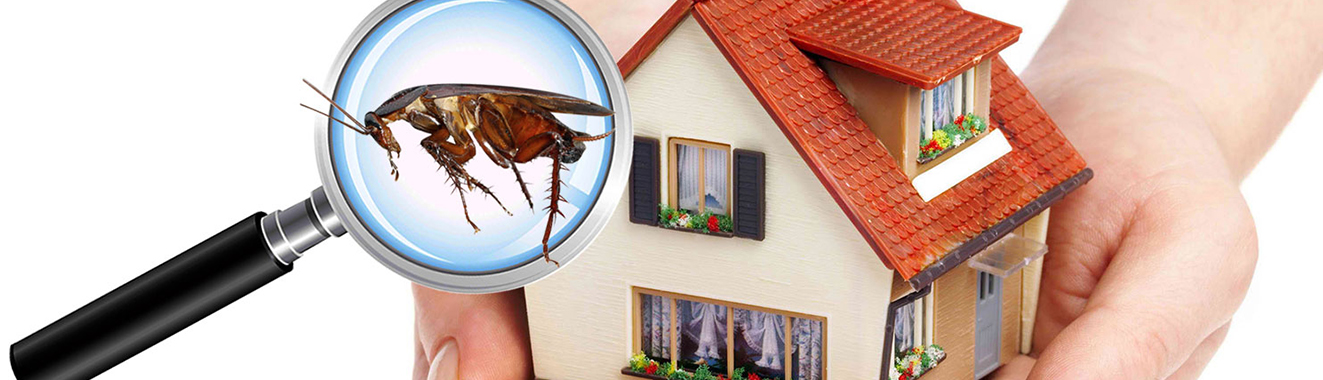 Ants Termite