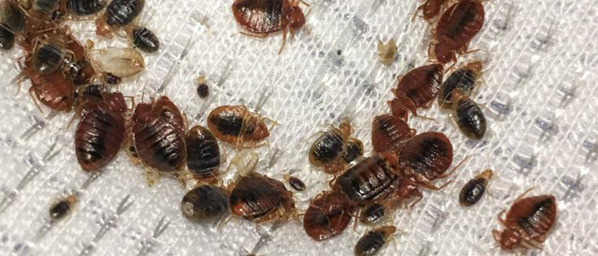 Bed Bug Control