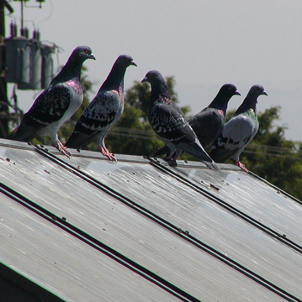 Bird Control