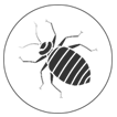 Bedbugs