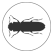 Woodborers