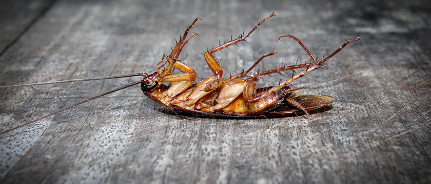 Cockroach Control
