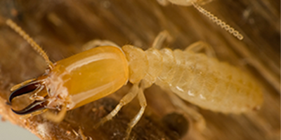 General Pest Control