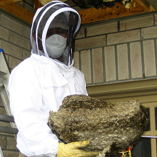 Honey Bee Control