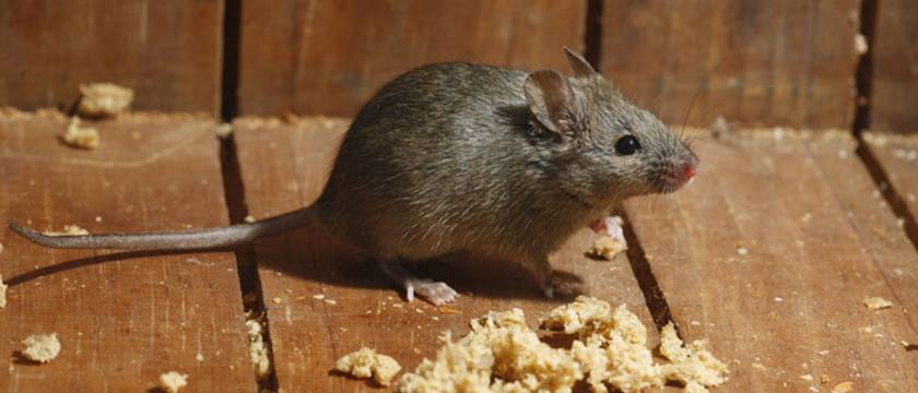 Rodent Control