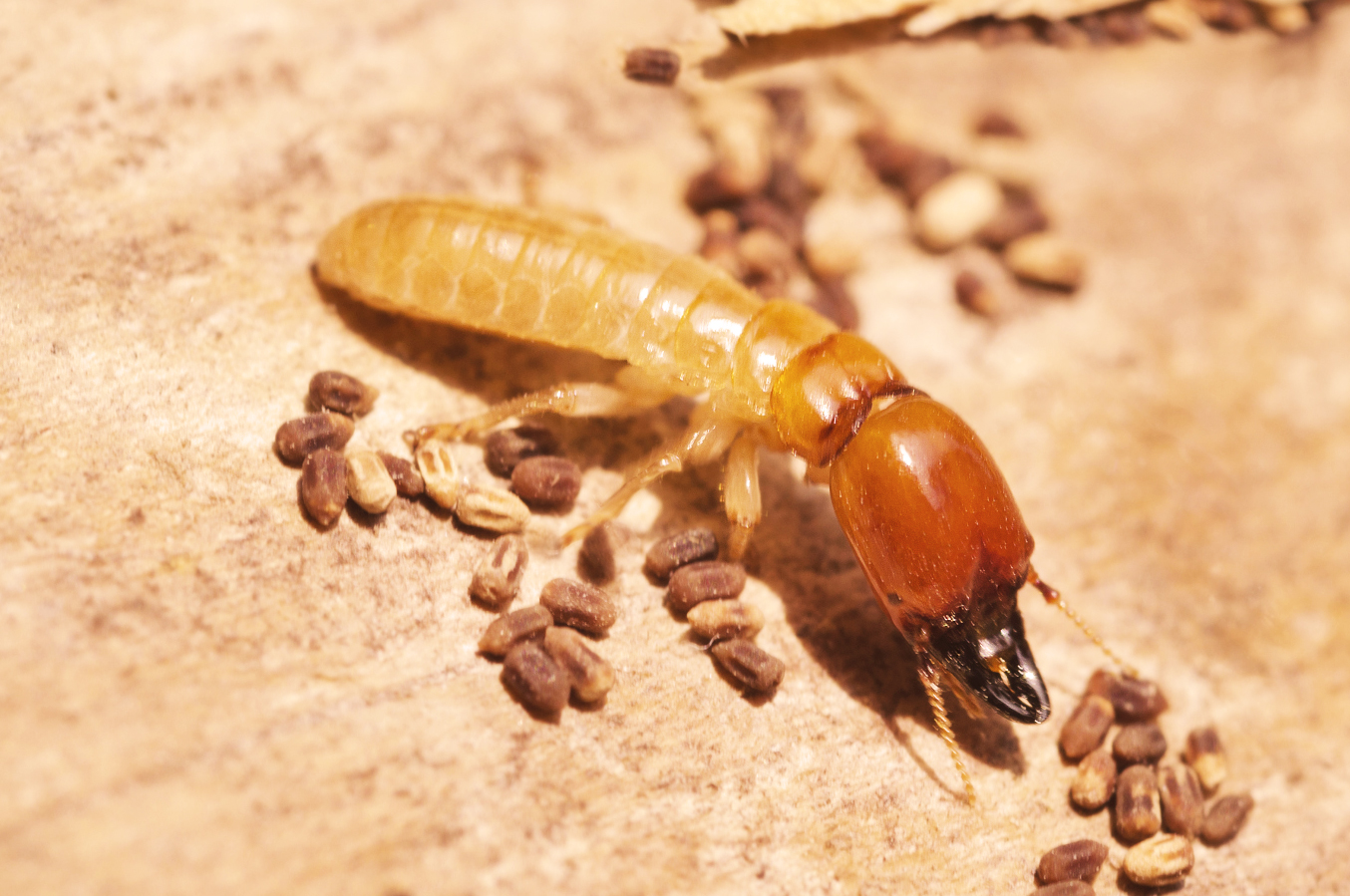 Termite Control